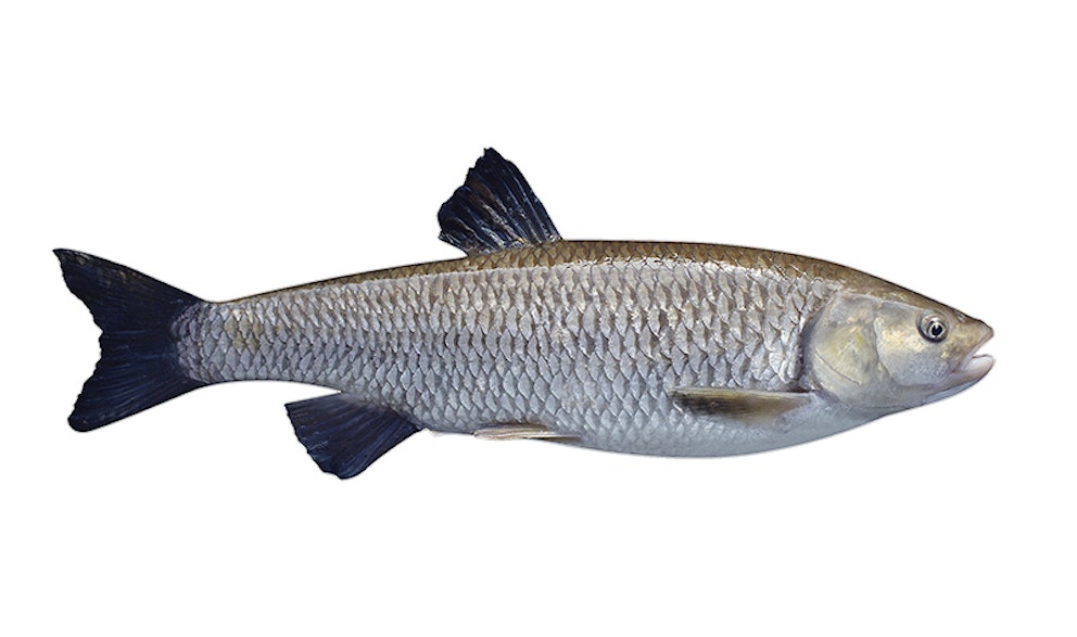 YOUR GUIDE TO FISHING A WEIR POOL Angling Times